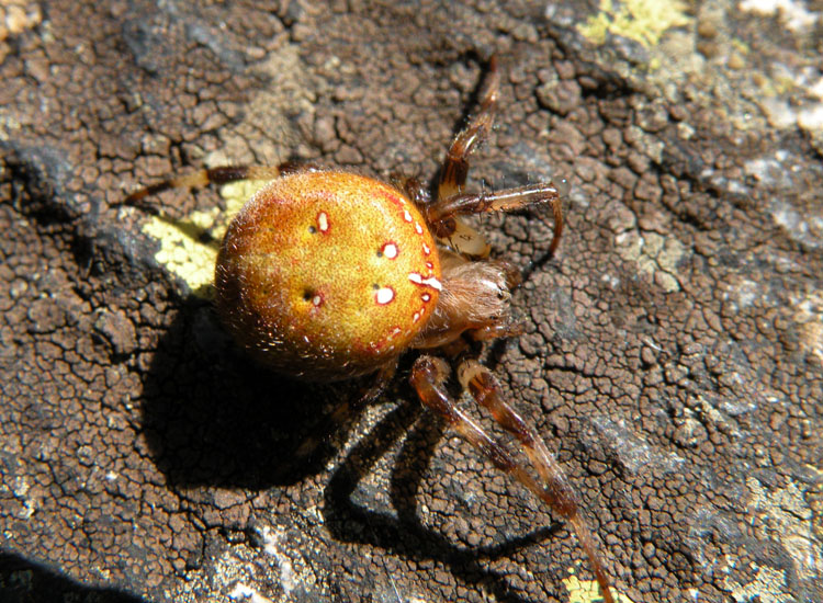 Araneus quadratus